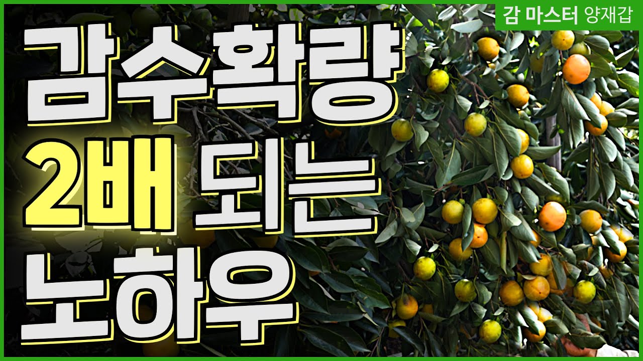 집에 있는 감 수확량을 획기적으로 늘리고 싶으신가요?? (ft. 퇴비의 중요성)