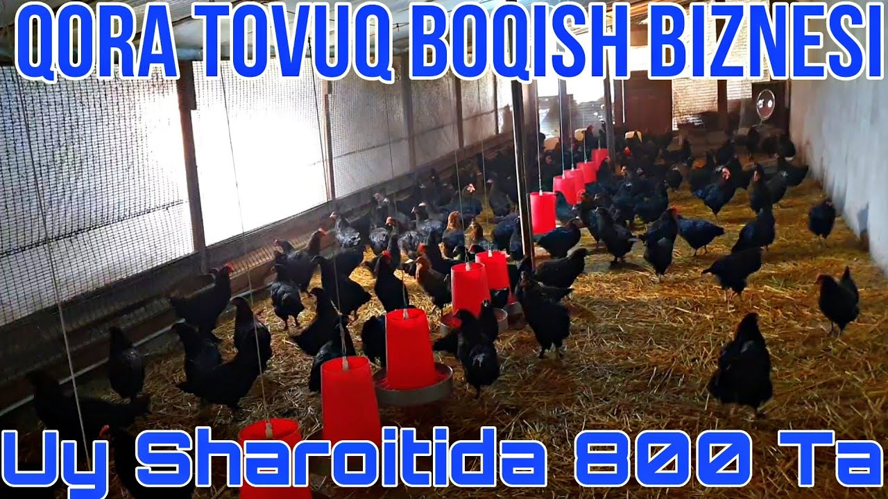 500$ OYIGA UY SHAROITIDA QORA TOVUQ BOQISH BIZNESI