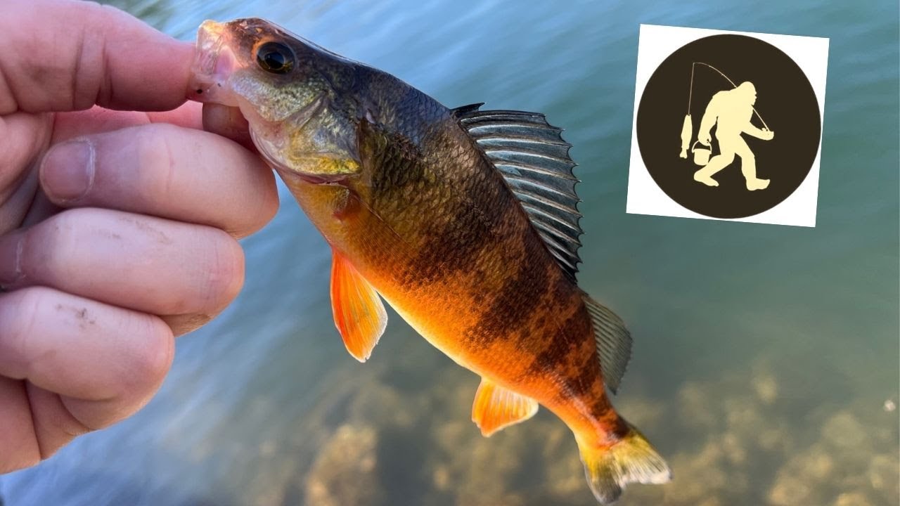 Zebco 33 Tactical : Bluegill and Yellow Perch