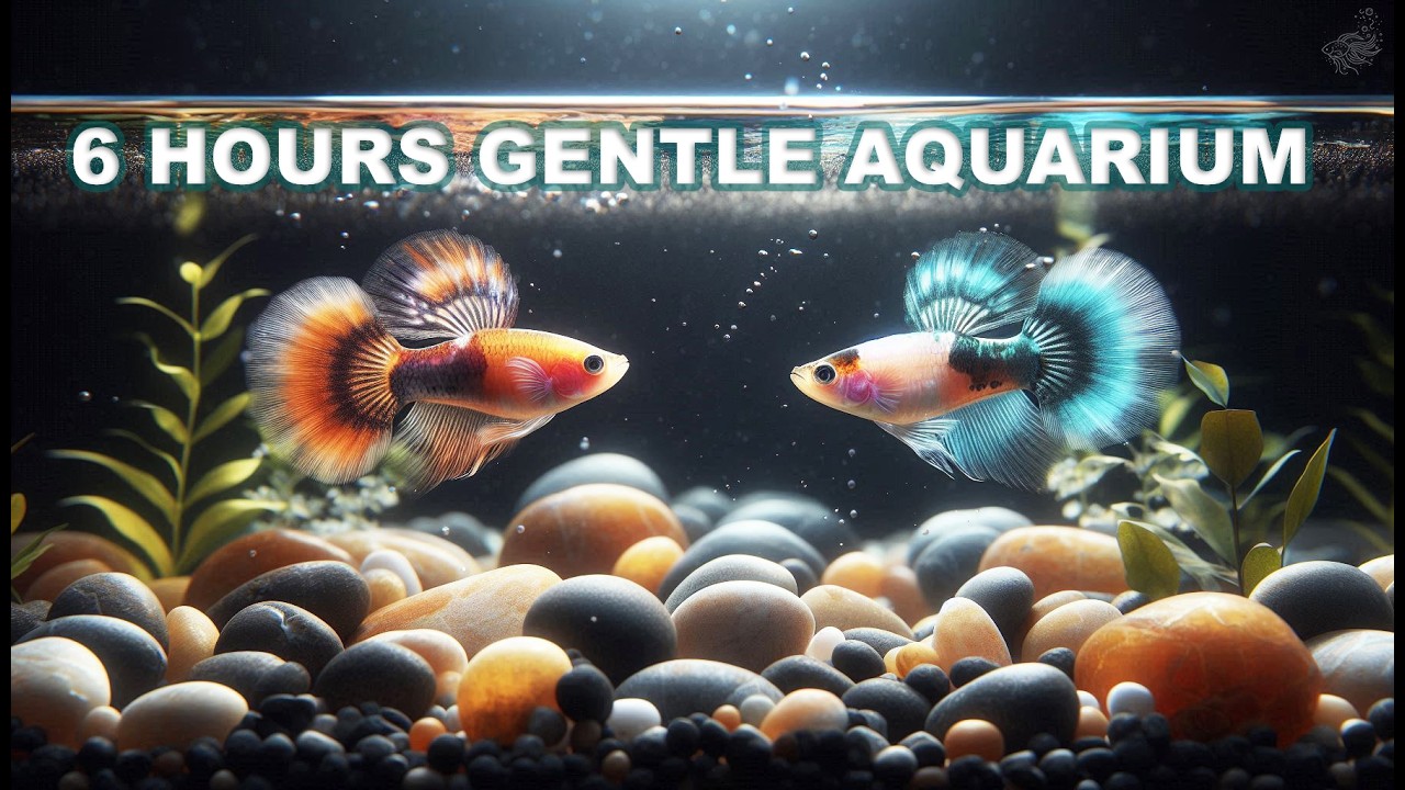 REST YOUR EYES & MIND INSTANTLY 🫧 6 Hours Gentle Aquarium Calm