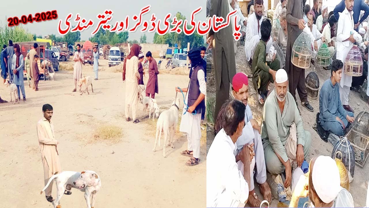 Pakistan ke Bare Dogs and Birds Mandi 20/042025 | Pakistan Biggest Birds and Dogs Market 2025