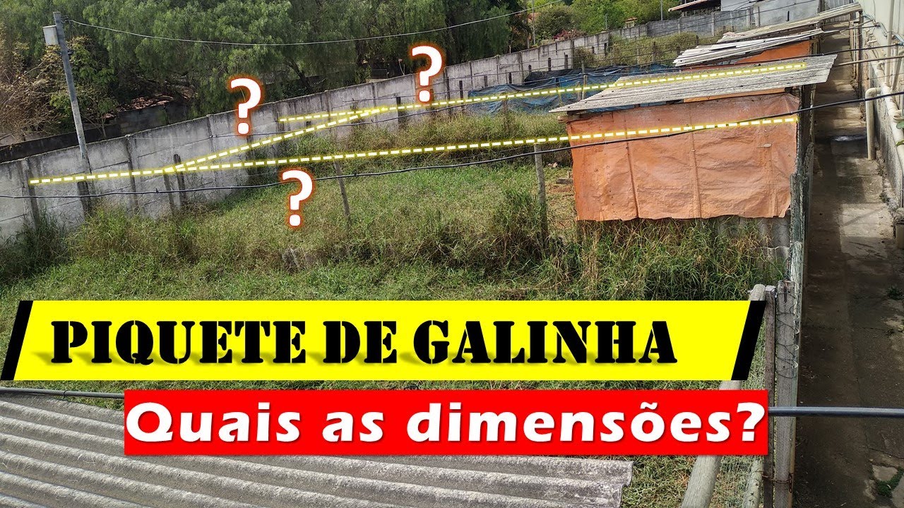 Como construir um piquete para frangos caipiras dimensões e o que deve ter nele