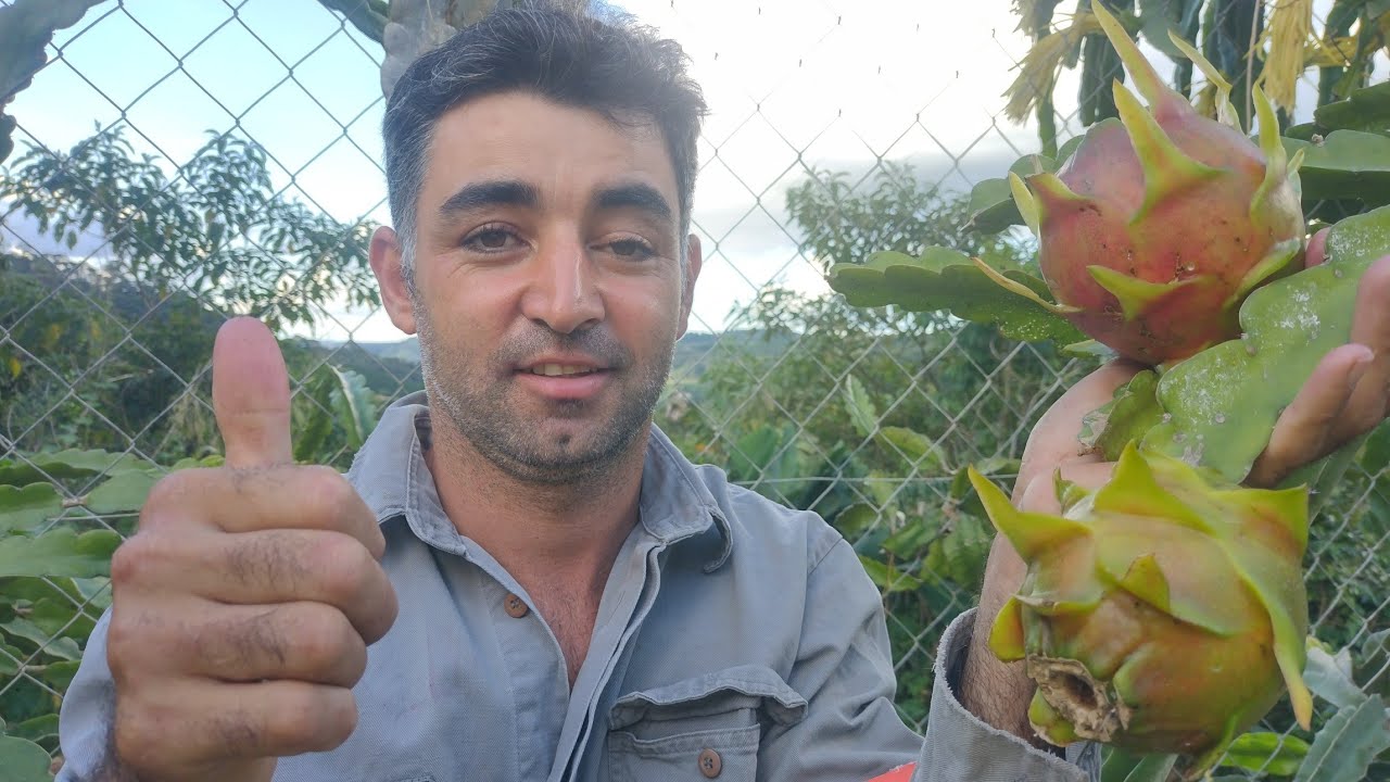 Variedade de pitaya American beauty.