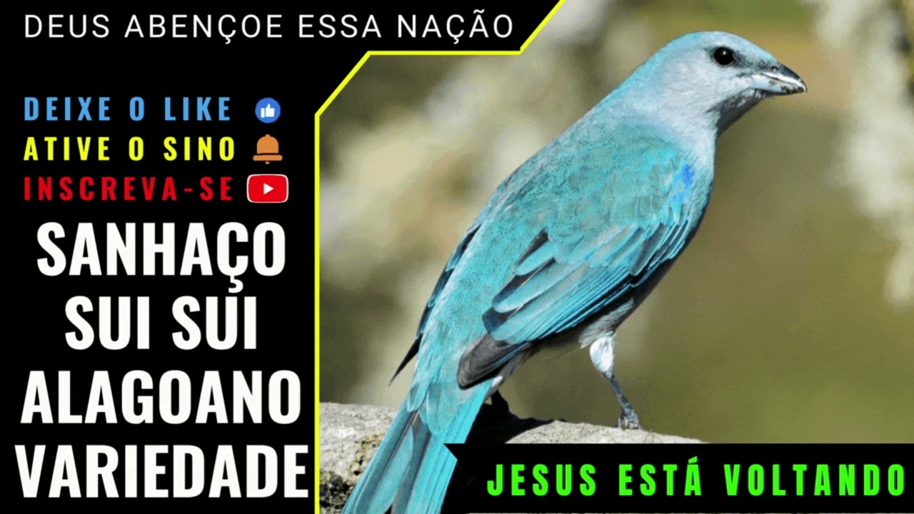 🟢 - SANHAÇO SUI SUI ALAGOANO CANTO VARIEDADE - ÓTIMO PARA ENSINO DE FILHOTES