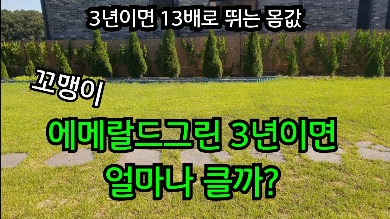 43.생울타리 에메랄드그린 & 사철나무, 조심해서 심어야 하는 사철나무, 알아서 잘 자라지만 꼭 주의해야 할 1가지. (건축)