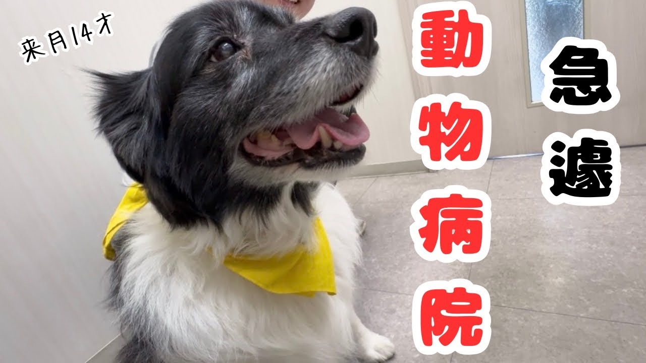 サクラ、急遽病院へ。14才ともなると、色々出てくるね〜。。【番外編】みぃちゃん戦う？！