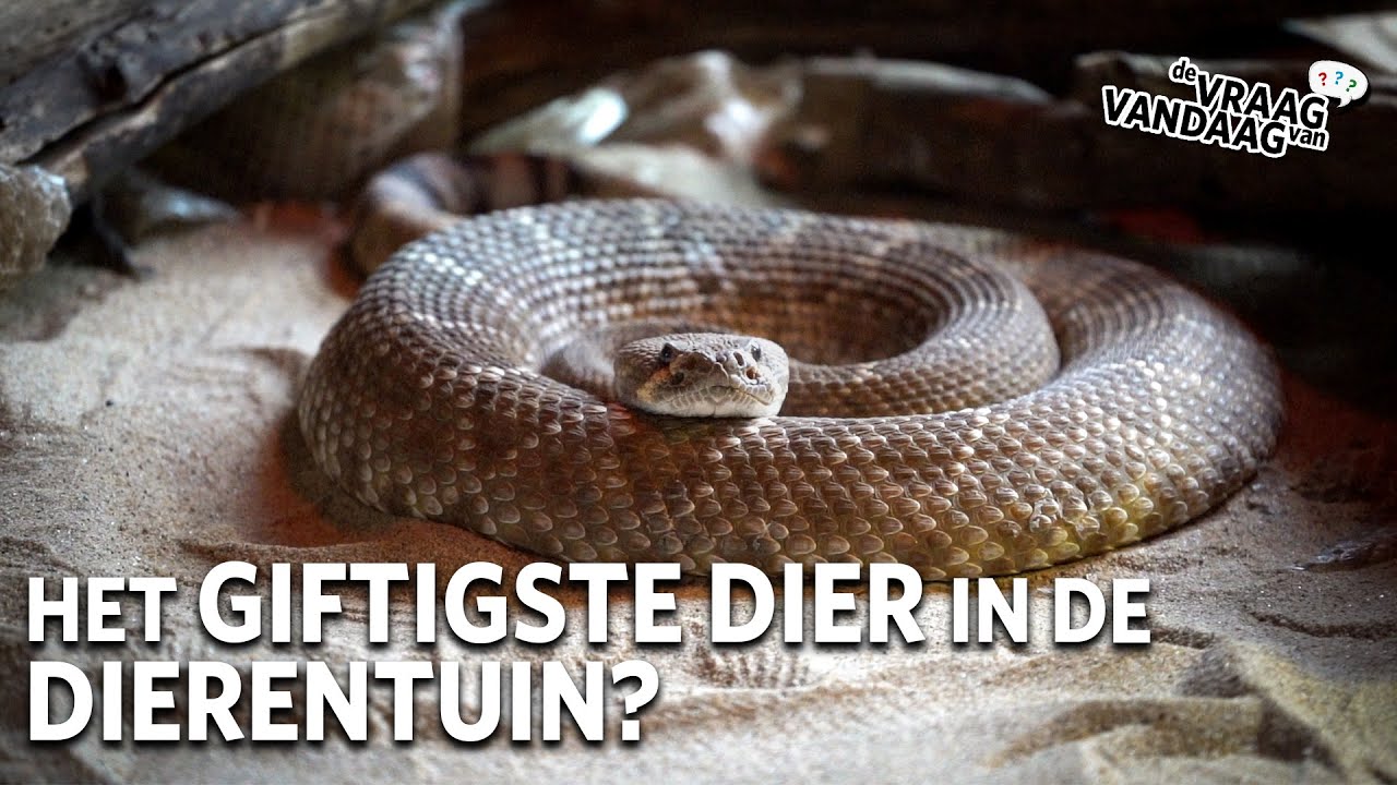 Wat is het GIFTIGSTE DIER in BURGERS' ZOO? | De Vraag Van Vandaag