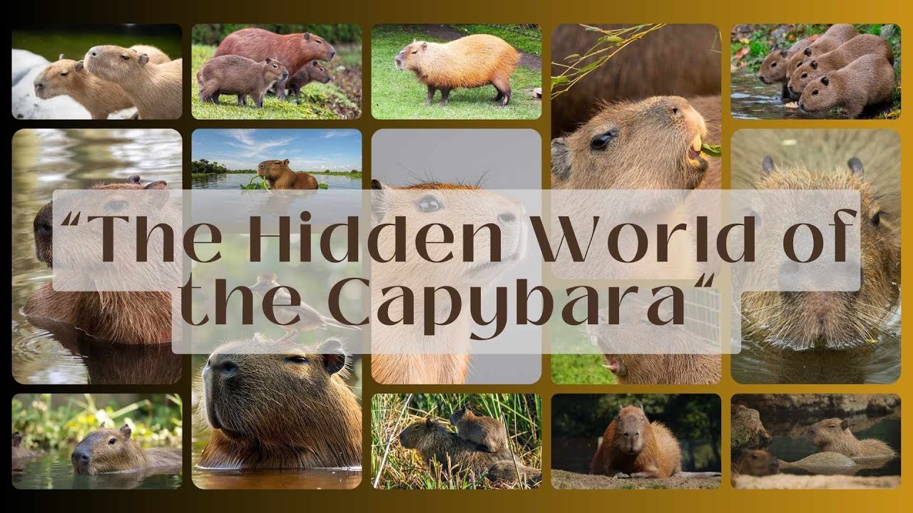 “The Hidden World of the CAPYBARA”  😲