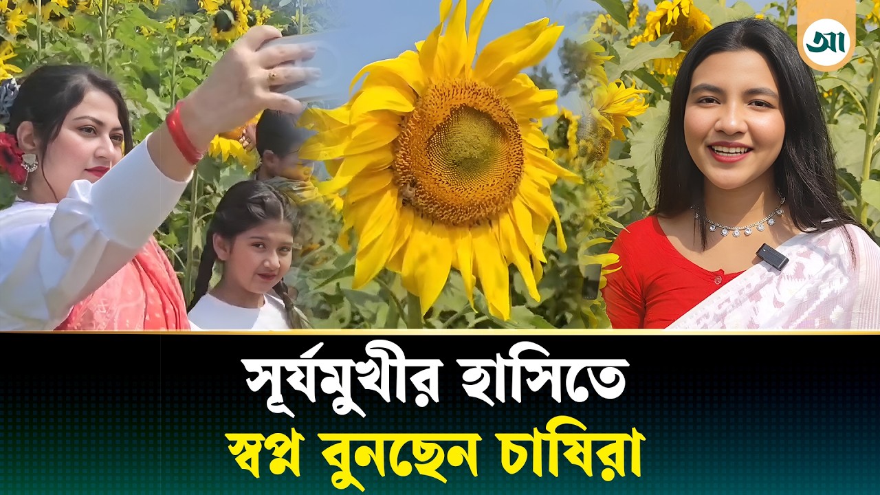 গোমতীর চরে সূর্যমুখীর হাসি | Sunflower Field | Sunflower Farming | Ajker Patrika