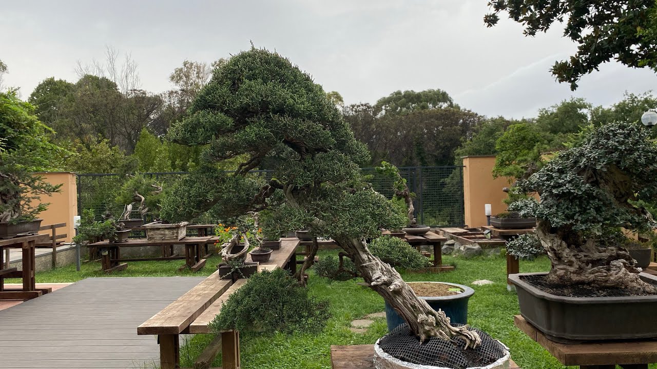 Giardino bonsai - Shizen Scuola Bonsai - Bruno Proietti Tocca - Bonsai garden