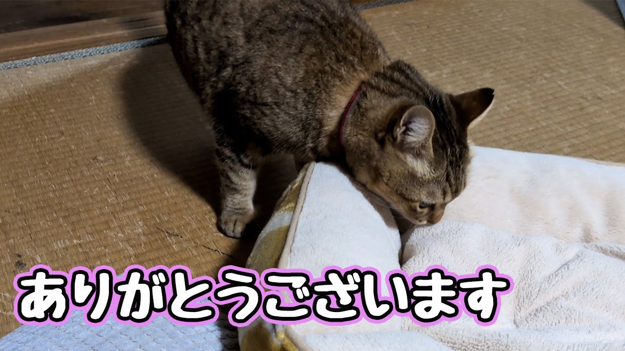 いろいろ譲って頂きました  【野良猫】