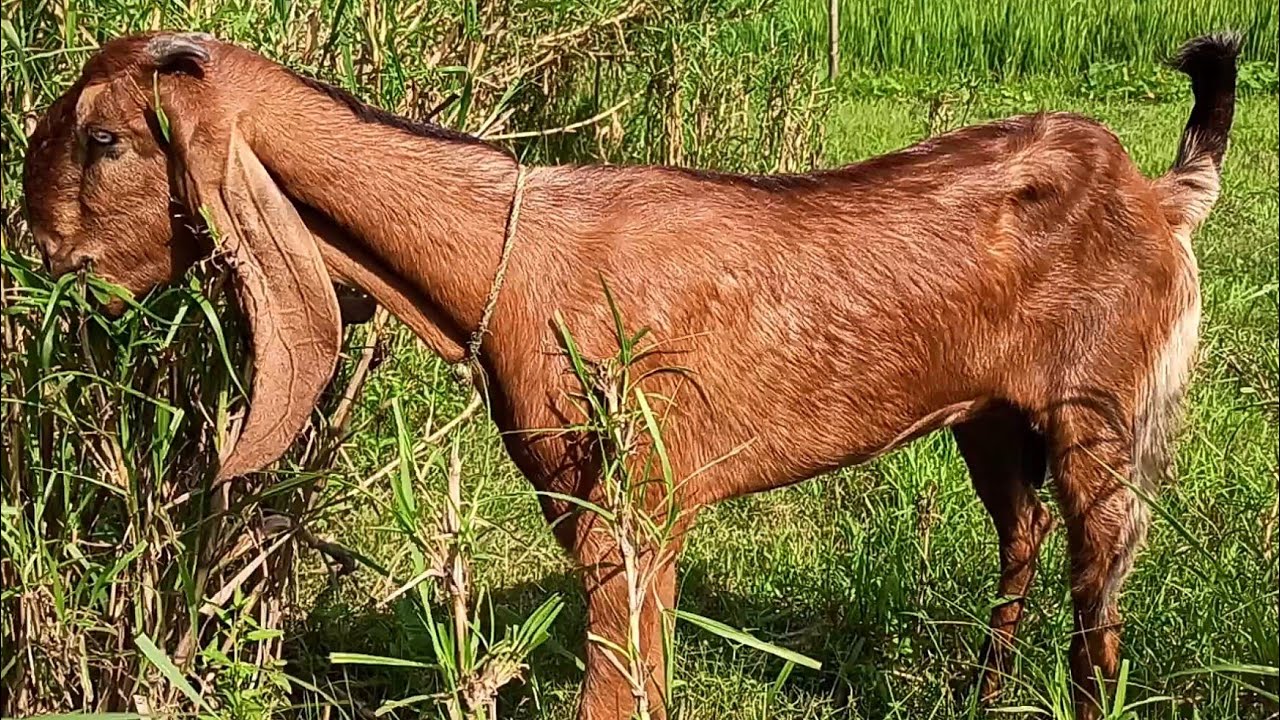 Top Quality Beetal Goat  Height 34 to 35 nc in Assam (Kharupetia) Ph-9085543168