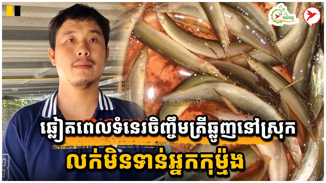 ឆ្លៀតពេលទំនេរចិញ្ចឹមត្រីឆ្លូញនៅស្រុក លក់មិនទាន់អ្នកកុម្ម៉ង | កម្មវិធីកសិកម្ម