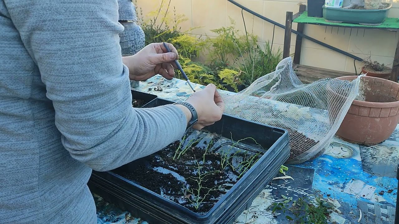 Esquejar rosales (rosal japonés) para hacer bonsais