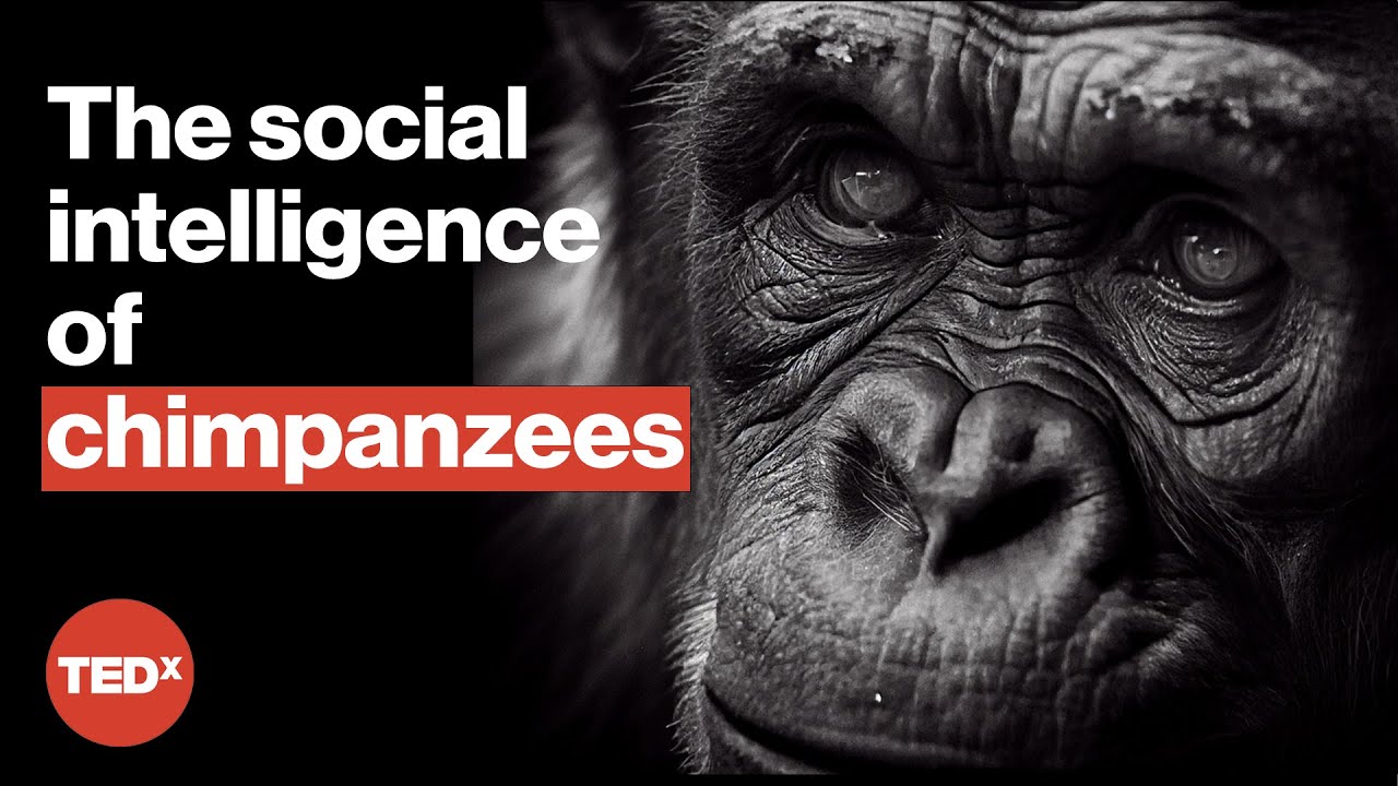 Can chimp communication guide the future of AI? | Adrian Soldati | TEDxGeneva