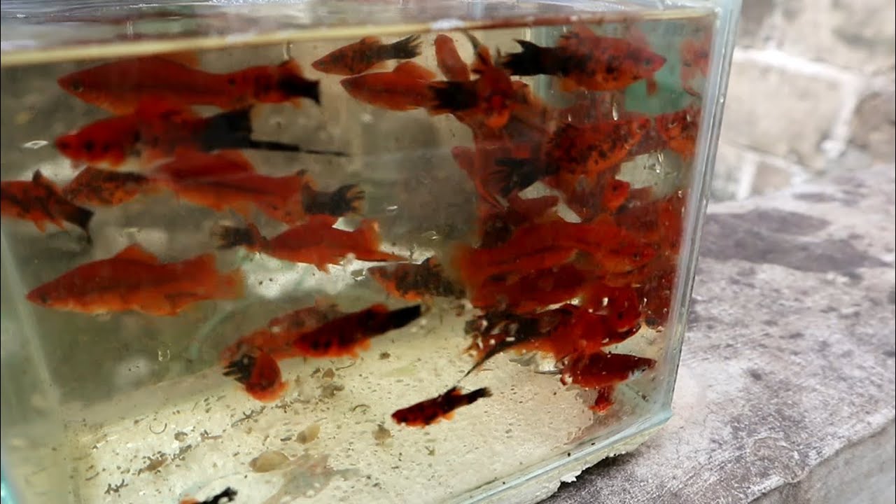 Backyard breeding of Mollies and Swordtail
