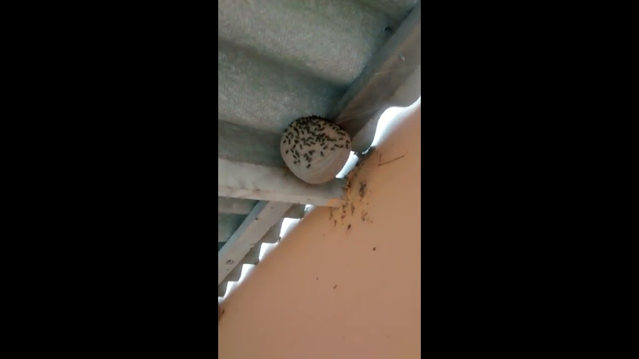 Eu desafio os marimbondo