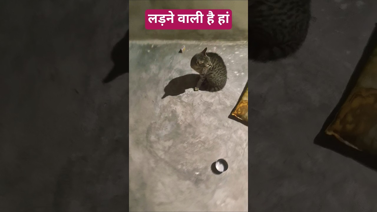लड़ने वाली है हां 