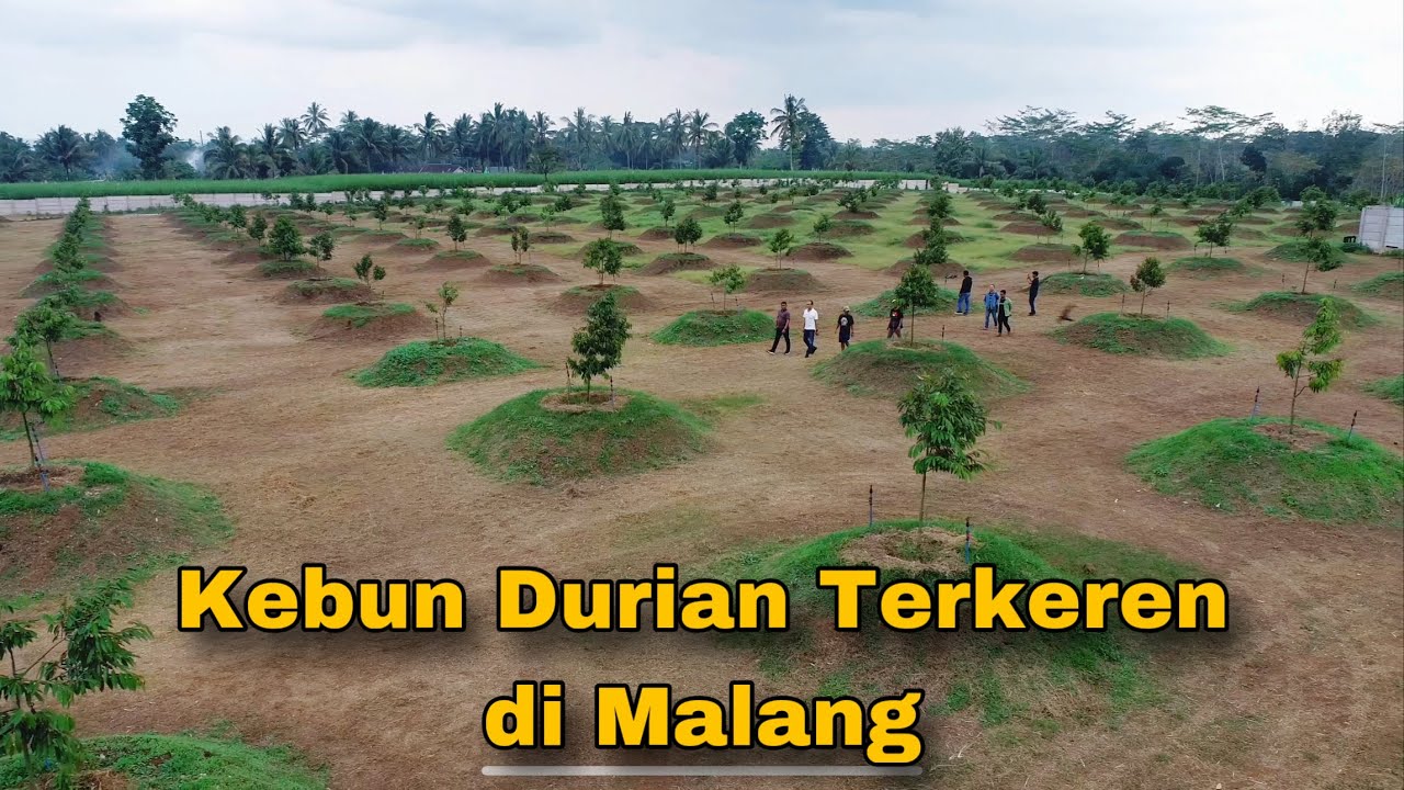 Kebun Durian Terkeren di Malang Part 1