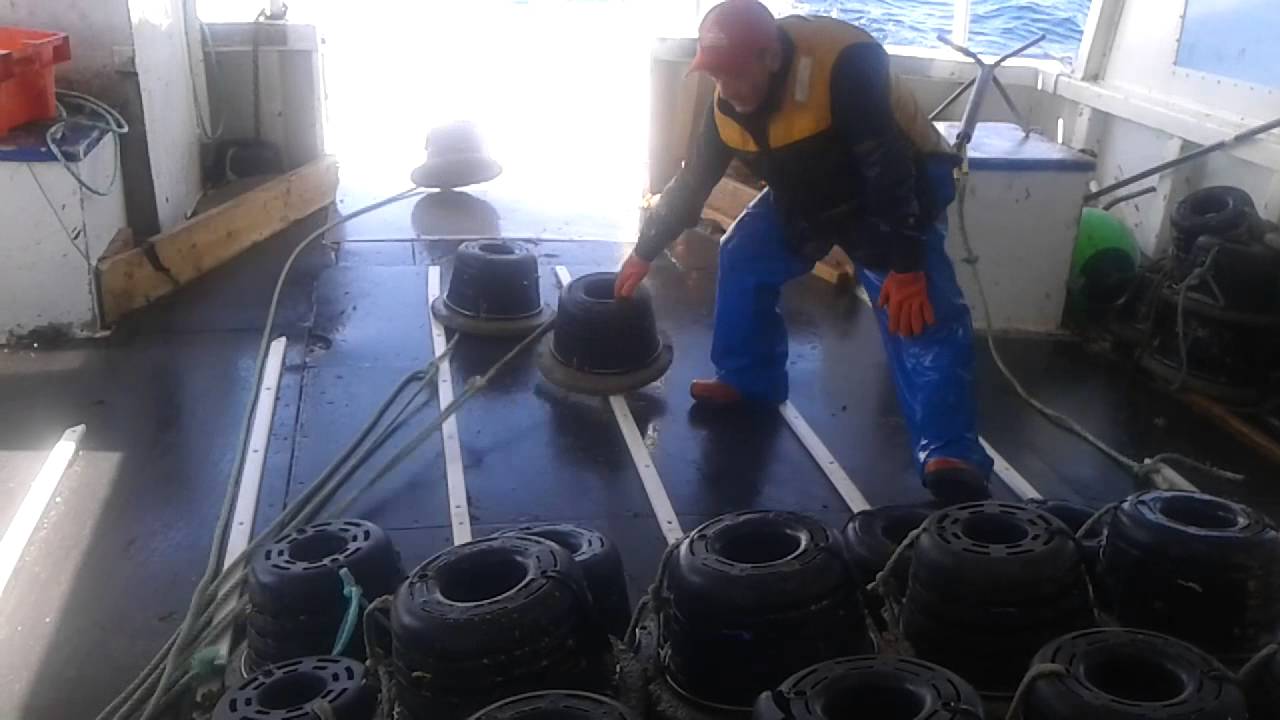 pêche bulots geronimo