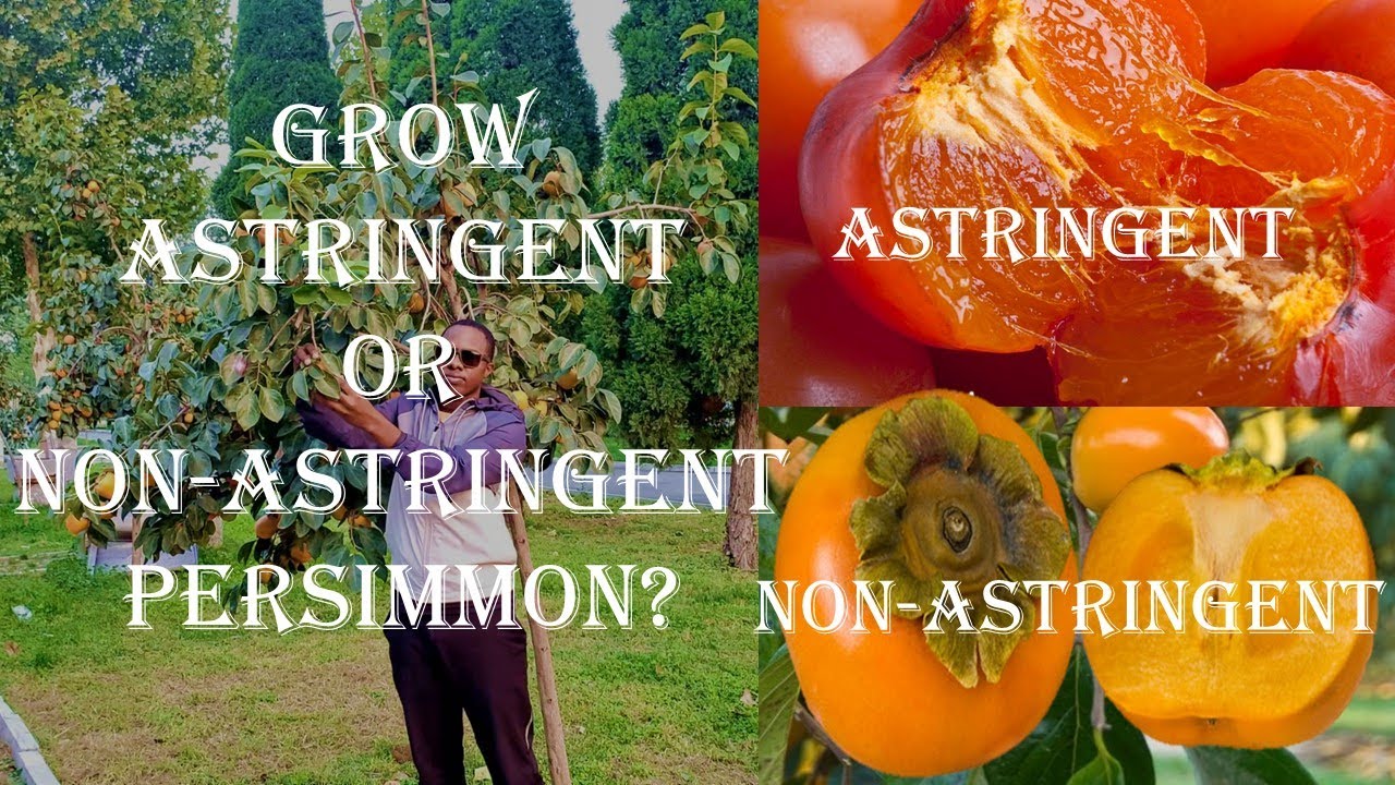 Which One to Grow Commercial Astringent or Non-astringent Persimmon fruit ? |Fahamu zao la pasimoni.