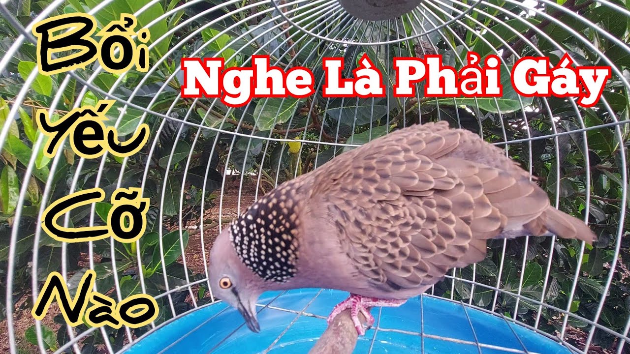 Tiếng cu gáy mồi cây gáy [GÙ + THÚC + GỌI] bổi yếu cỡ nào nghe là phải gáy #cugáykichbổi50