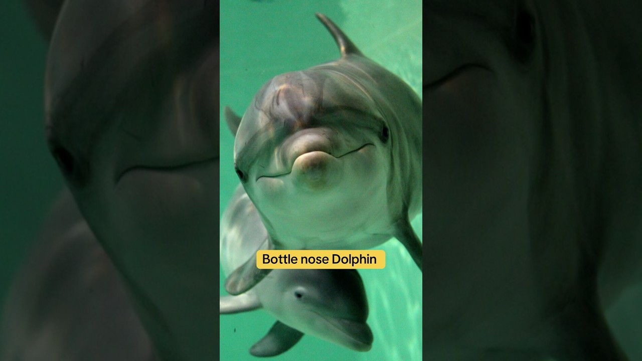 Planet Zoo DLC ideas! Marine Pack #planetzoo #planetzoogame #shorts #fyp