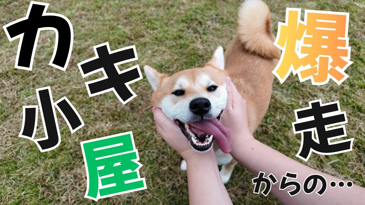 【柴犬うに】ドッグランの後はカキ小屋で空腹を満たす！