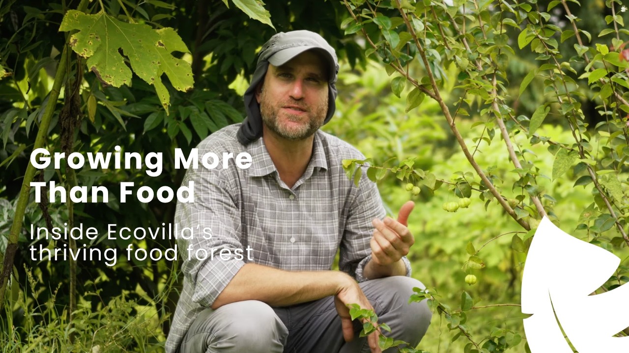 Inside Ecovilla Costa Rica: Growing a Thriving Food Forest