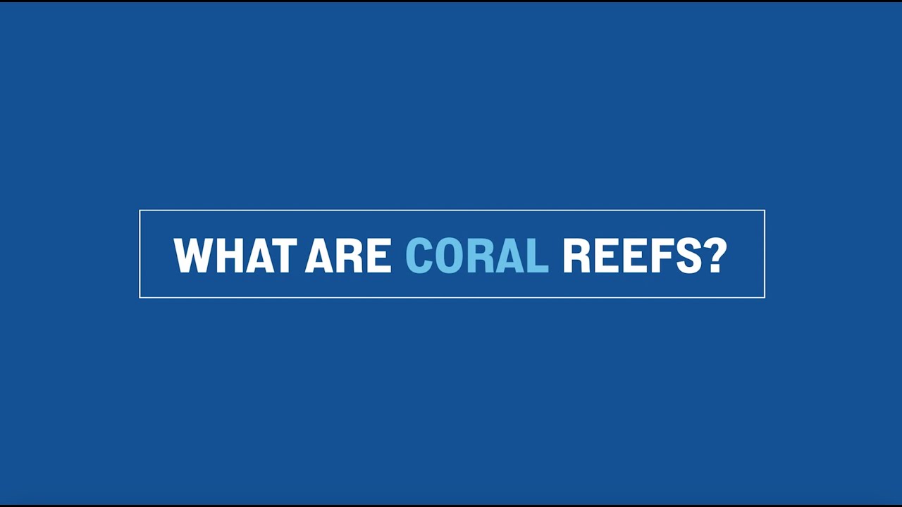 What are Coral Reefs? - ICRI Ask the Expert Series