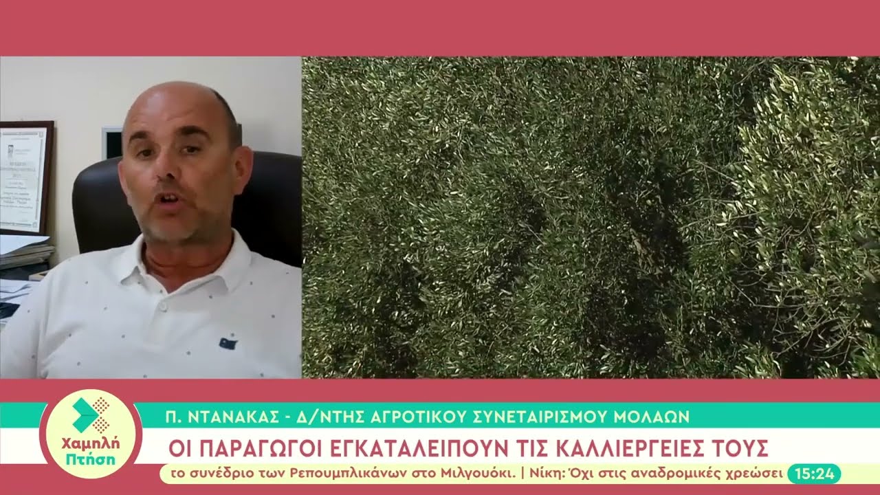 Εγκαταλείπουν τις ελιές οι αγρότες - Στα τάρταρα η ζήτηση - Που κυμαίνονται οι τιμές