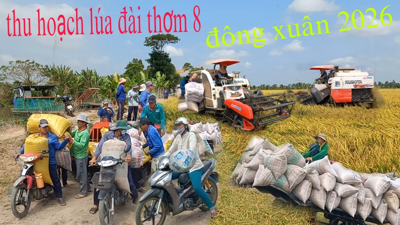 Mương Trâu cần đăng thu hoạch lúa đài thơm 8 quá trúng /Cao Đỏ Vlog 