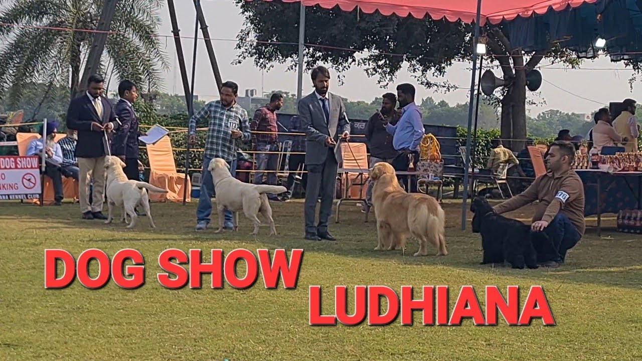 LUDHIANA DOG SHOW 🐕 ||