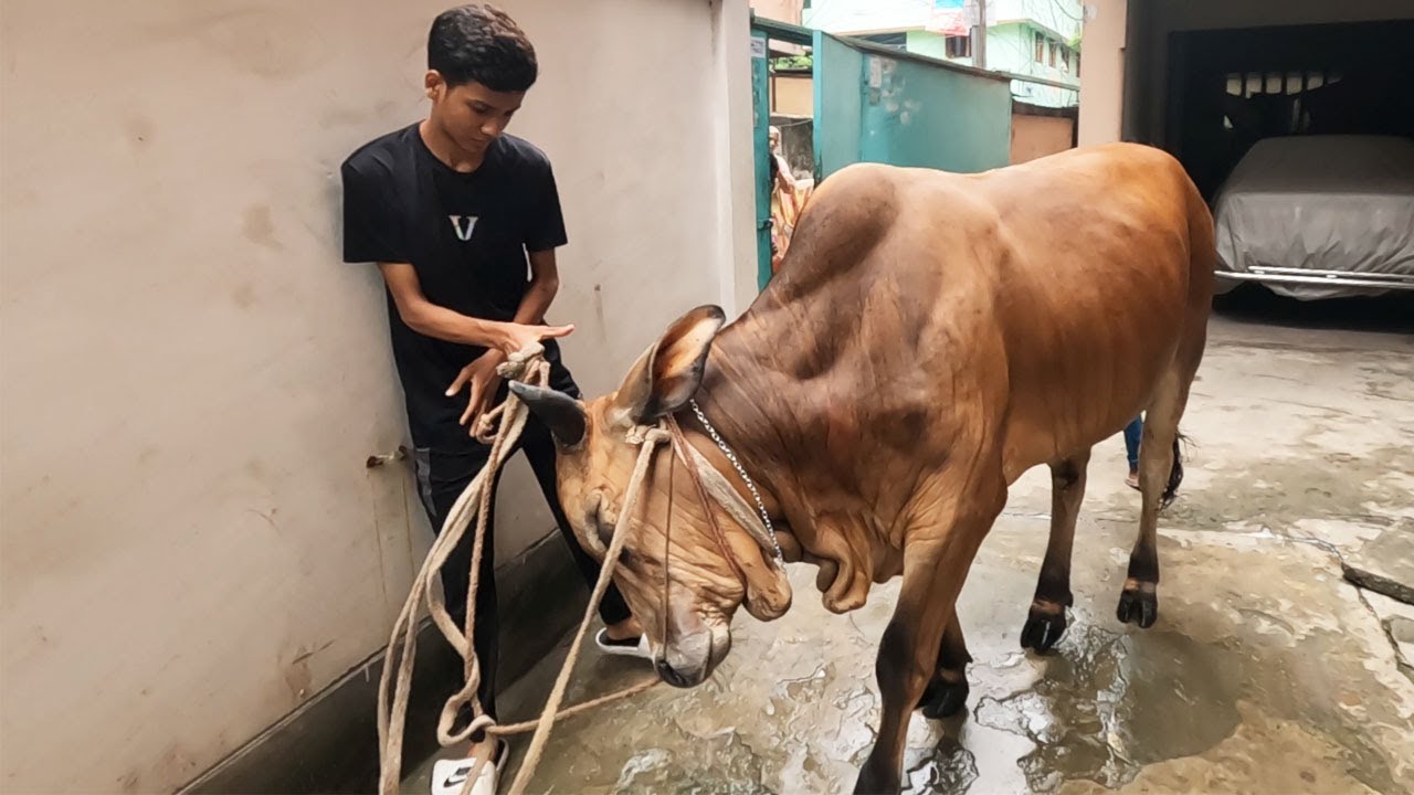 পাইলটের হঠাৎ কি হলো । Qurbani 2025 । Qurbani cow । ‍Shahil vlog । SD Family World । Cow video