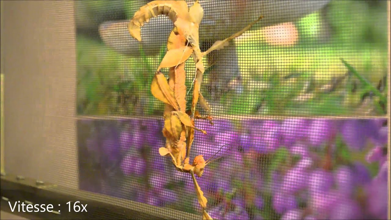 Mue imaginale d'une femelle Extatosoma tiaratum