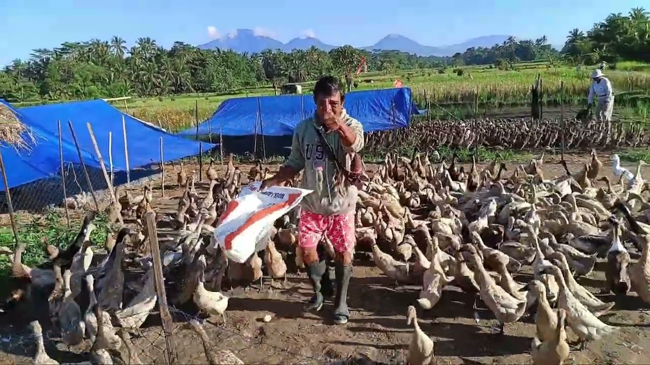 untungnya banyak berwisata di sawah
