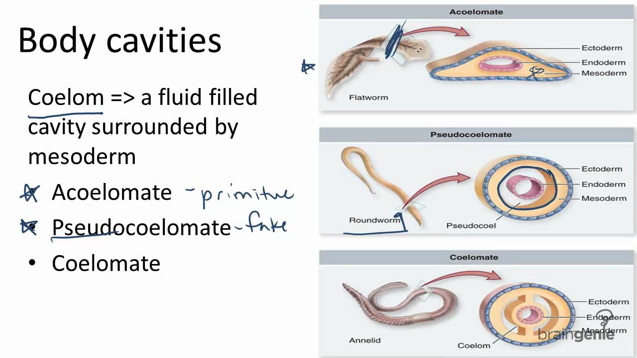 13.2.6 Body Cavities - Acoelomates, Pseudocoelomates, and---