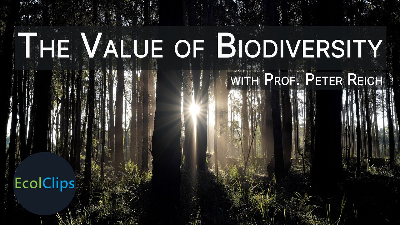 The Value of Biodiversity with Prof. Peter Reich | EcolClips