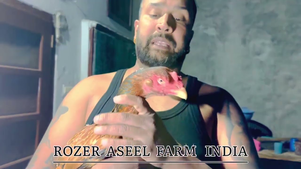 New madras ASEEL in my loft by rozer#rozersandhu  #rozeraseel #animal #birds #trending #viralvideo