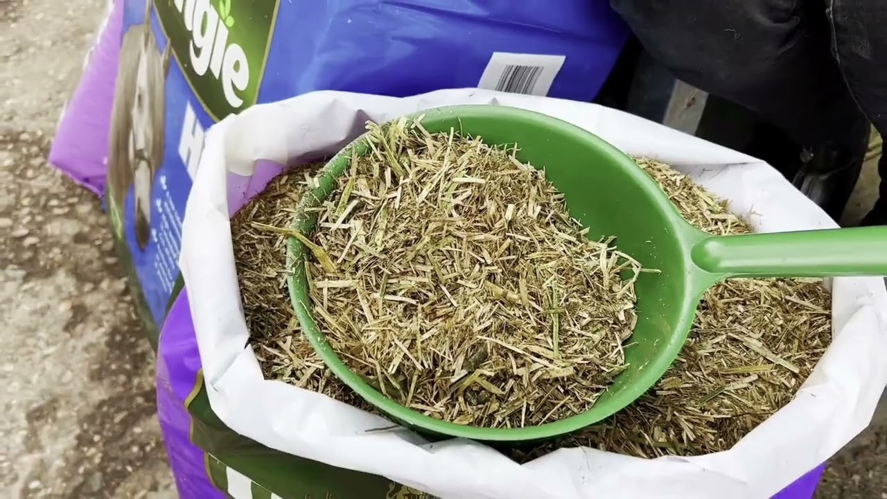 Dealing with Laminitis - feeding a Laminitic horse or pony @DengieHorseFeeds