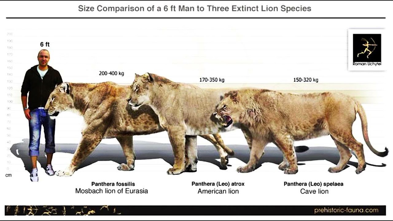 Size Comparison Of Three Extinct Lion sub-Species.