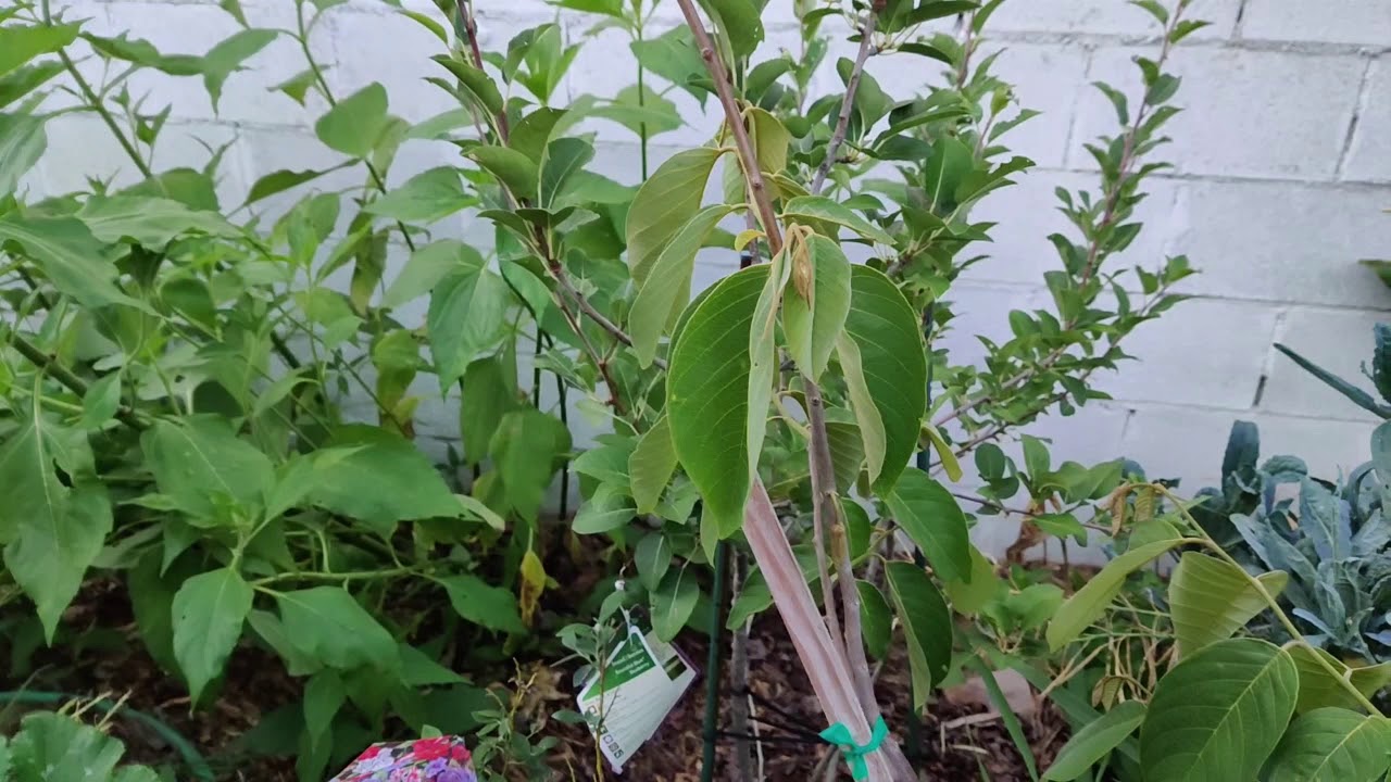 Annona Cherimola:  Cherimoya