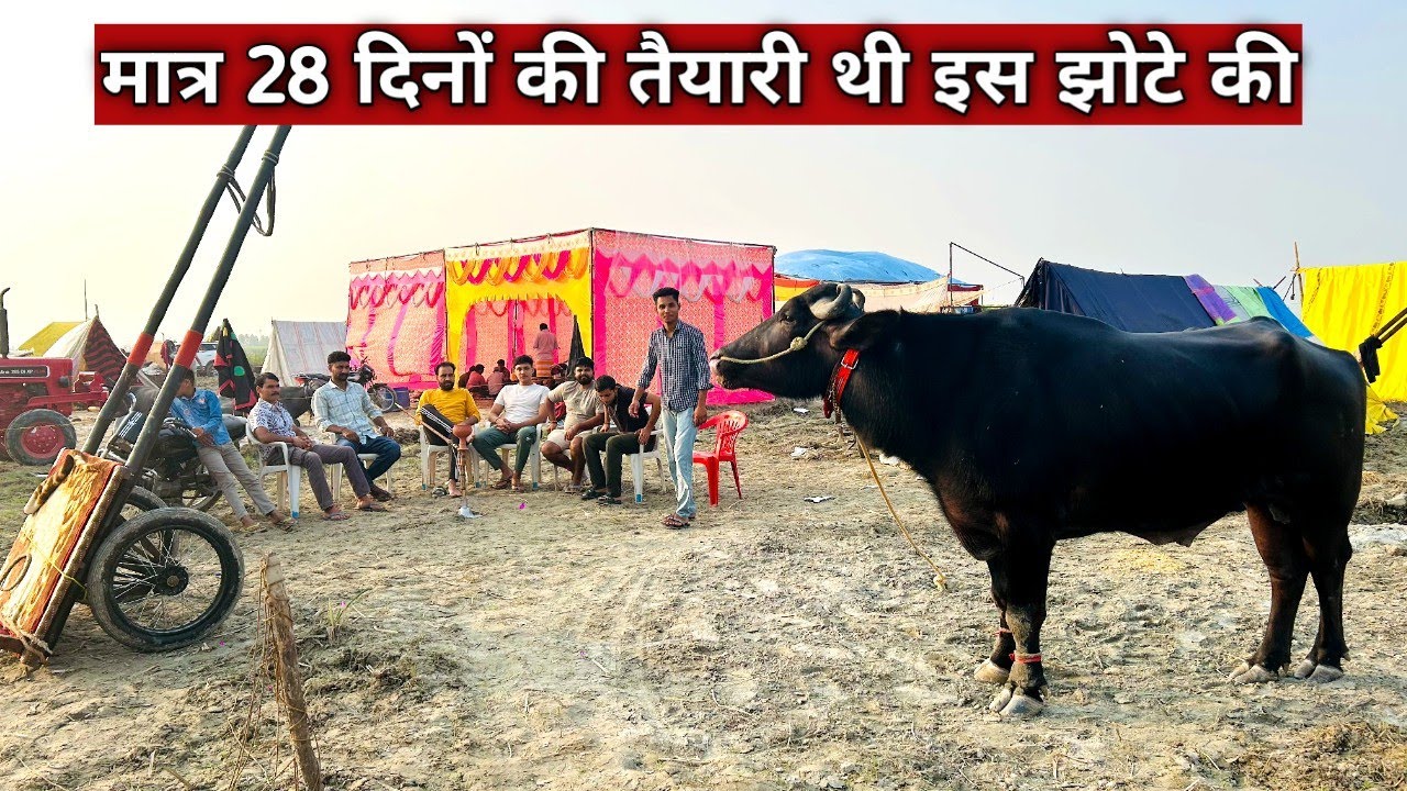 मात्र 28 दिनों की तैयारी थी इस झोटे को ज्यादा पक्के फेफड़ों का झोटा है गढी का मजबूत झोटा