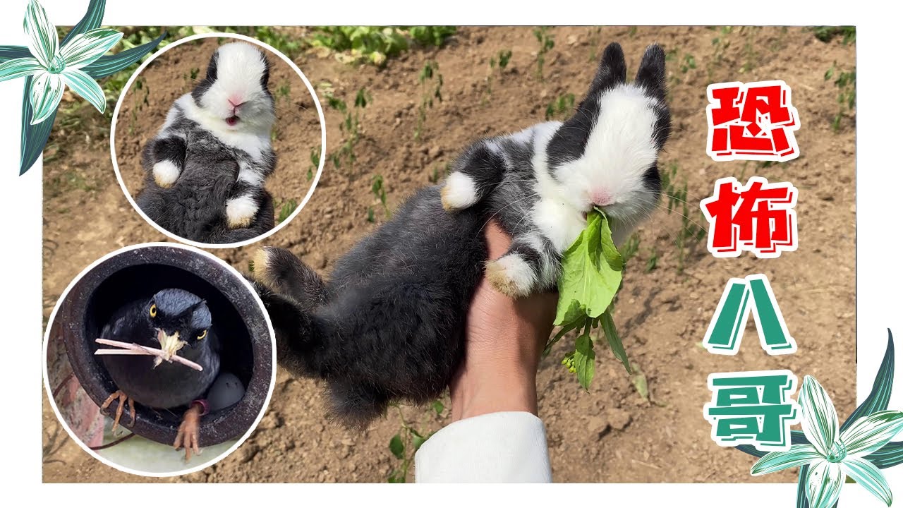 Майна и хозяйка играют в карты, птица, которая полностью входит в сумасшедший режим, ужасающая!