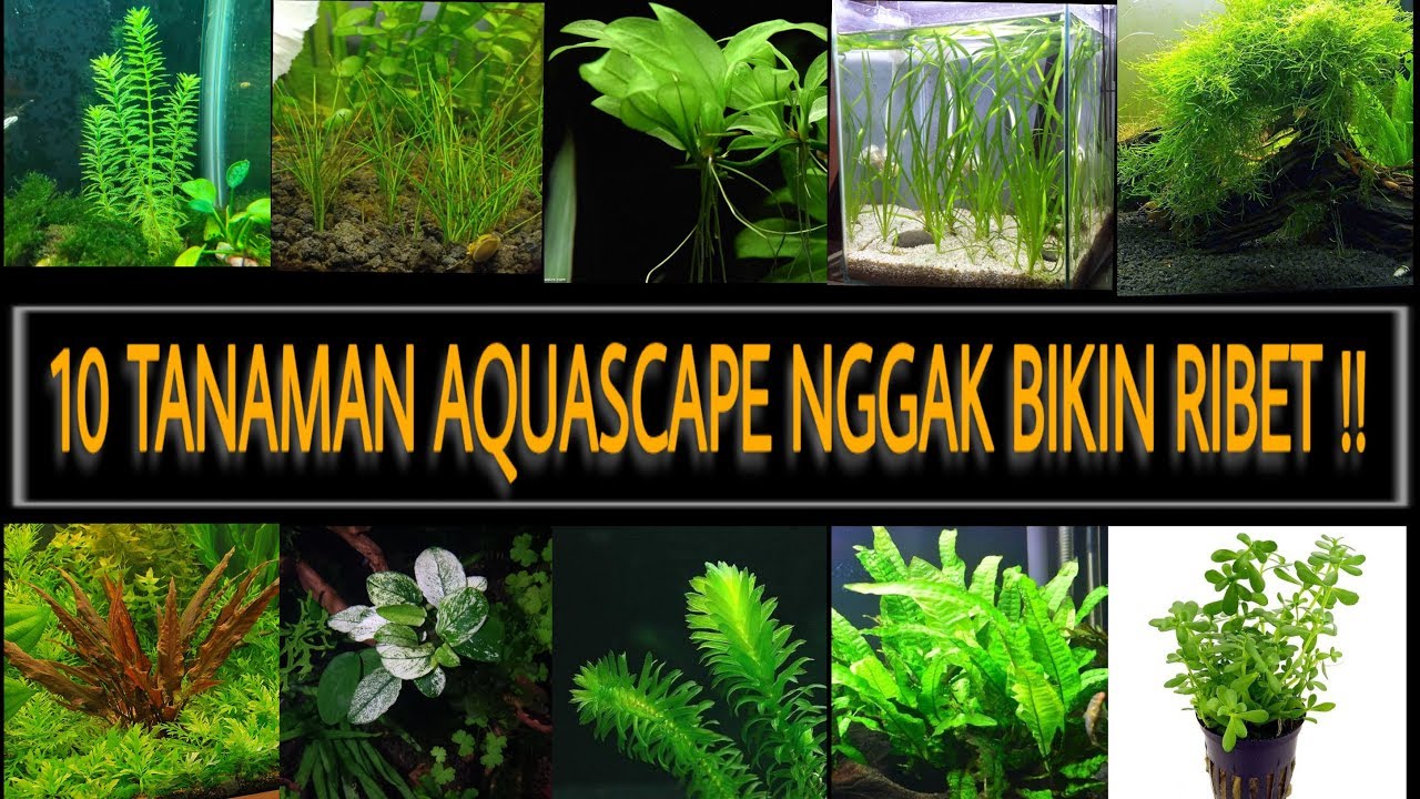 WAJIB TAU❗10 TANAMAN AQUASCAPE Dengan Perawatan Mudah Dan Kebutuhan Rendah