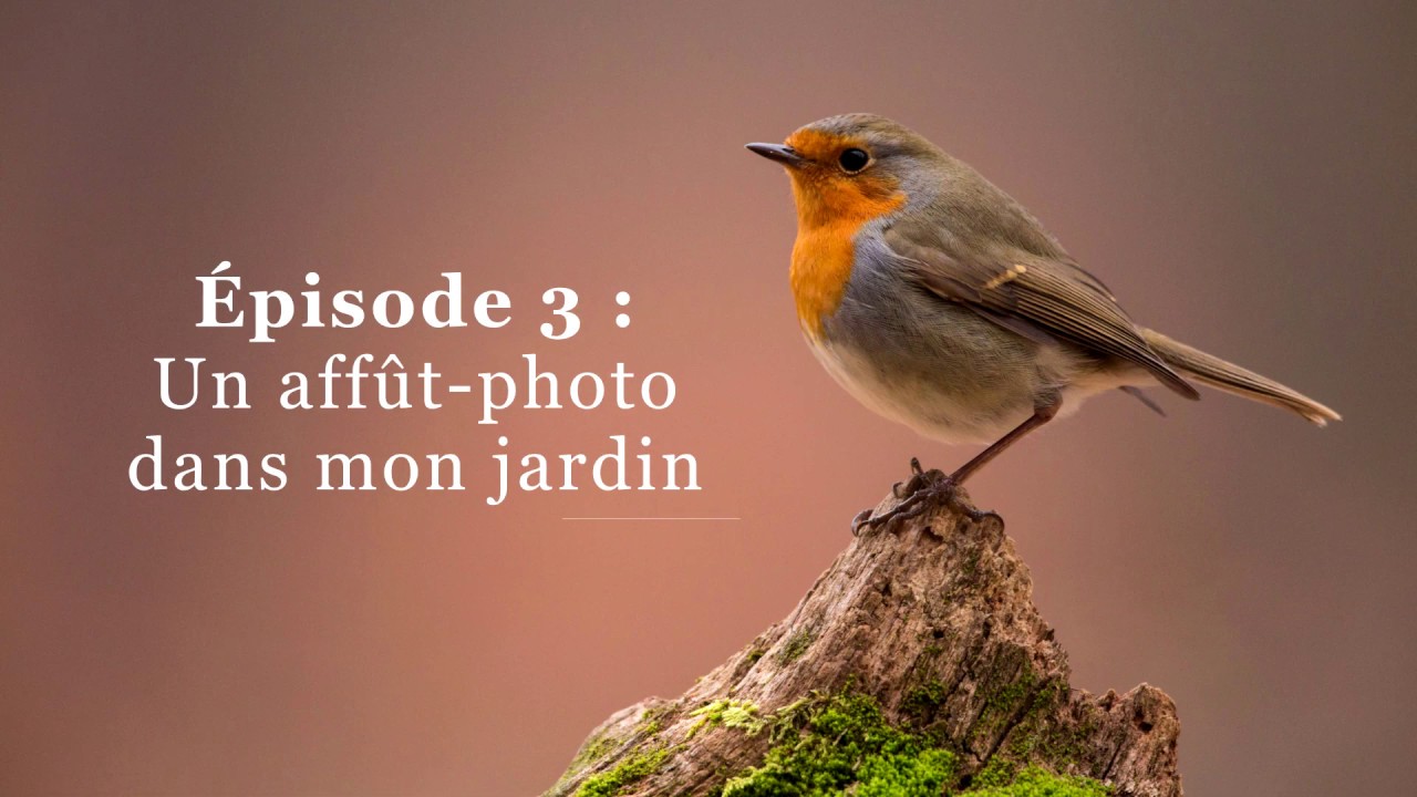 [Chroniques naturalistes confinées] Ep.3 : Un affût-photo dans mon jardin