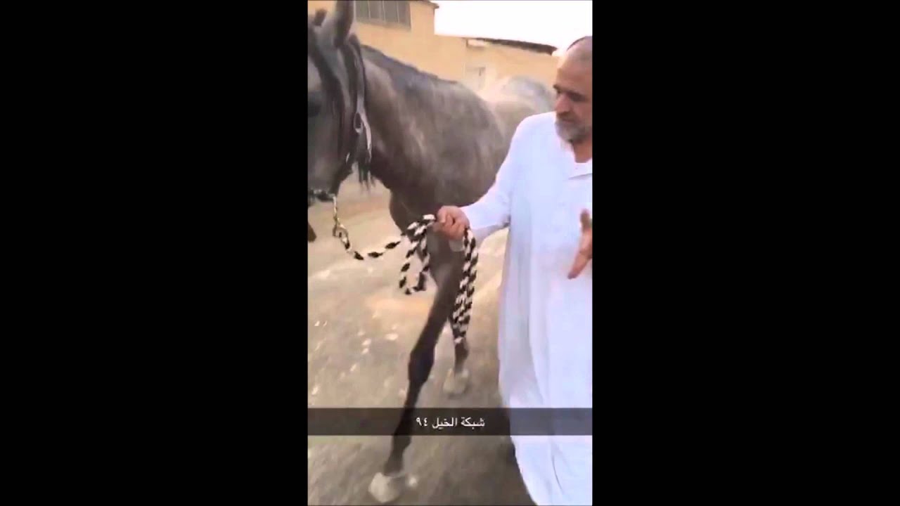 الجزء الثاني من عسف الحقيل لمهره عربية جزيرية أصيلة   شبكة الخيل