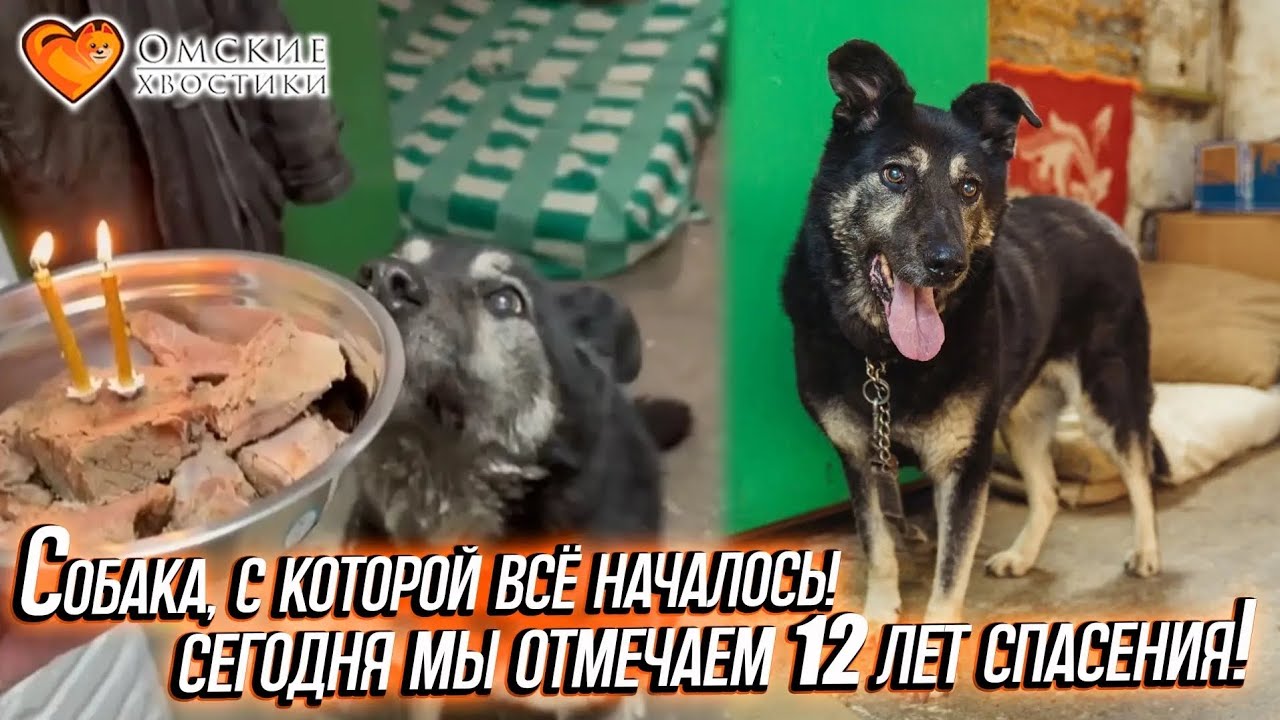 Собака, с которой всё началось! Сегодня мы отмечаем 12 лет спасения! | Чара
