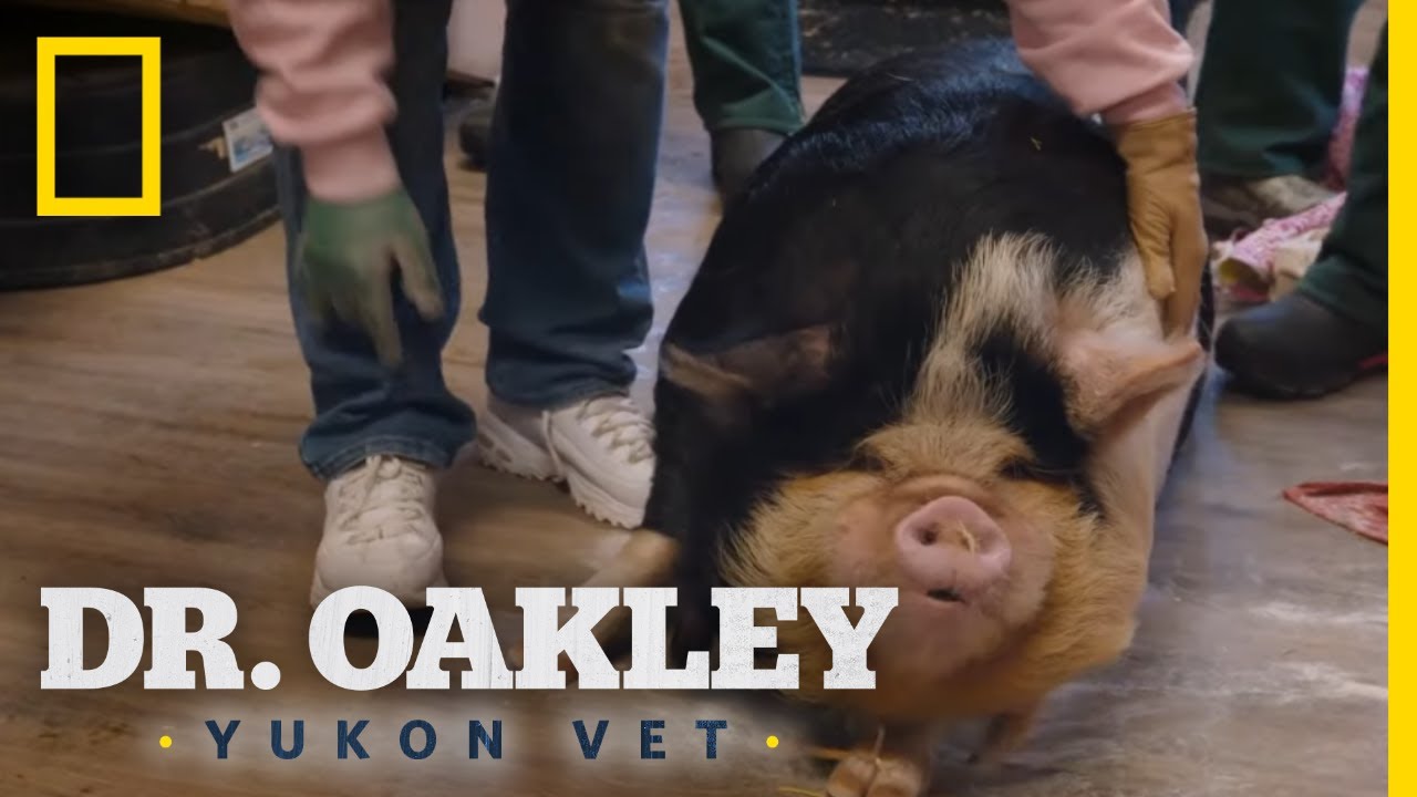Dr. Oakley Learns to Flip a Pig | Dr. Oakley, Yukon Vet