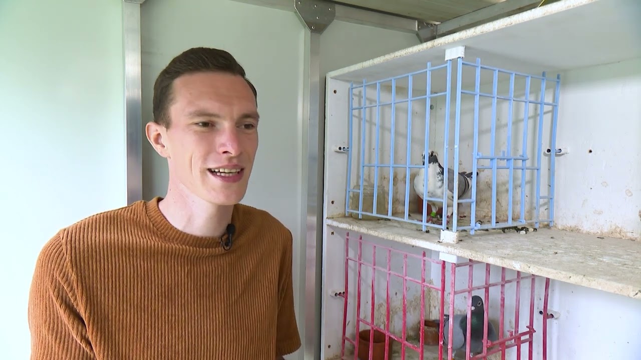 De Belgische Reisduif: Nieuw Talent Jense Brosens